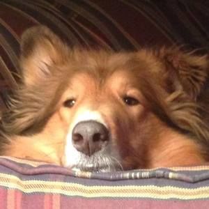 Meet your Posher, Carol